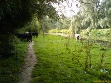 Cattle on Port Meadow, Oxford