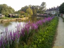 Thames and Twenty Pound Meadow, Oxford
